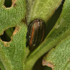 Microrhopala vittata