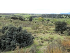 Lavandula pedunculata