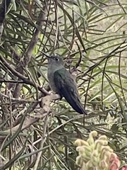 Eupetomena cirrochloris