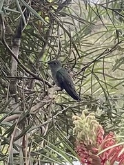 Eupetomena cirrochloris