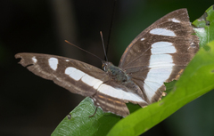 Metamorpha elissa