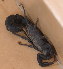 Androctonus mauritanicus