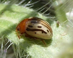 Zygogramma heterothecae