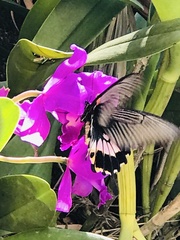 Papilio memnon heronus