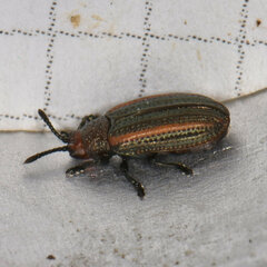 Microrhopala vittata