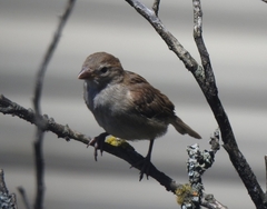 Passer domesticus