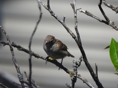 Passer domesticus