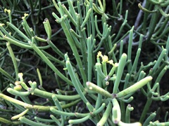 Image of Euphorbia aphylla