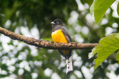 Trogon melanocephalus