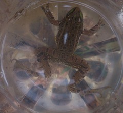 Lithobates montezumae