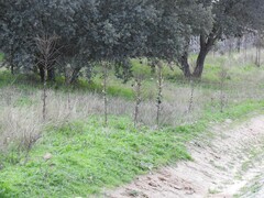 Verbascum pulverulentum