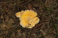 Cantharellus pallens
