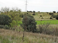 Verbascum pulverulentum