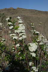 Spiraea media