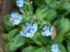 Myosotis sylvatica