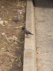 Acridotheres tristis
