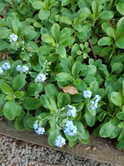 Myosotis sylvatica