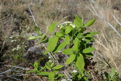 Spiraea media