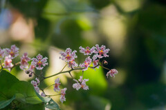 Trichocentrum andrewsiae