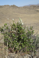 Spiraea media