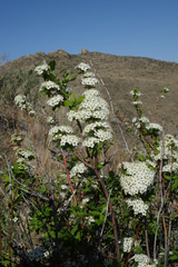 Spiraea media