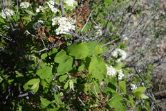 Spiraea media