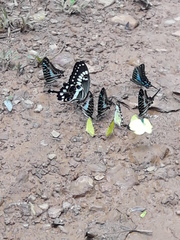 Papilio menestheus