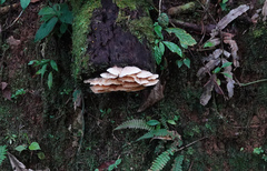 Trametes menziesii