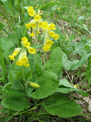 Primula veris macrocalyx