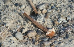 Montagnea arenaria
