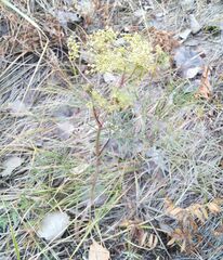 Kitagawia baicalensis