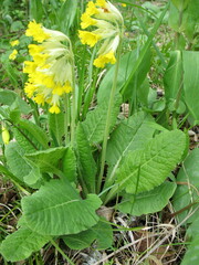 Primula veris macrocalyx