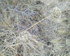 Allium nutans
