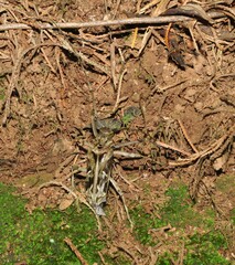 Macropophora accentifer