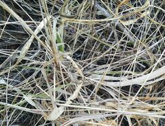Allium nutans
