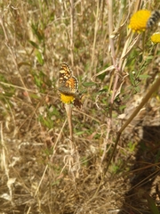 Phyciodes pulchella camillus