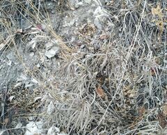 Onosma simplicissima