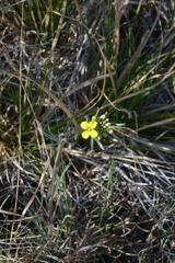 Erysimum flavum altaicum