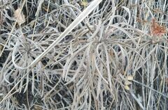 Onosma simplicissima