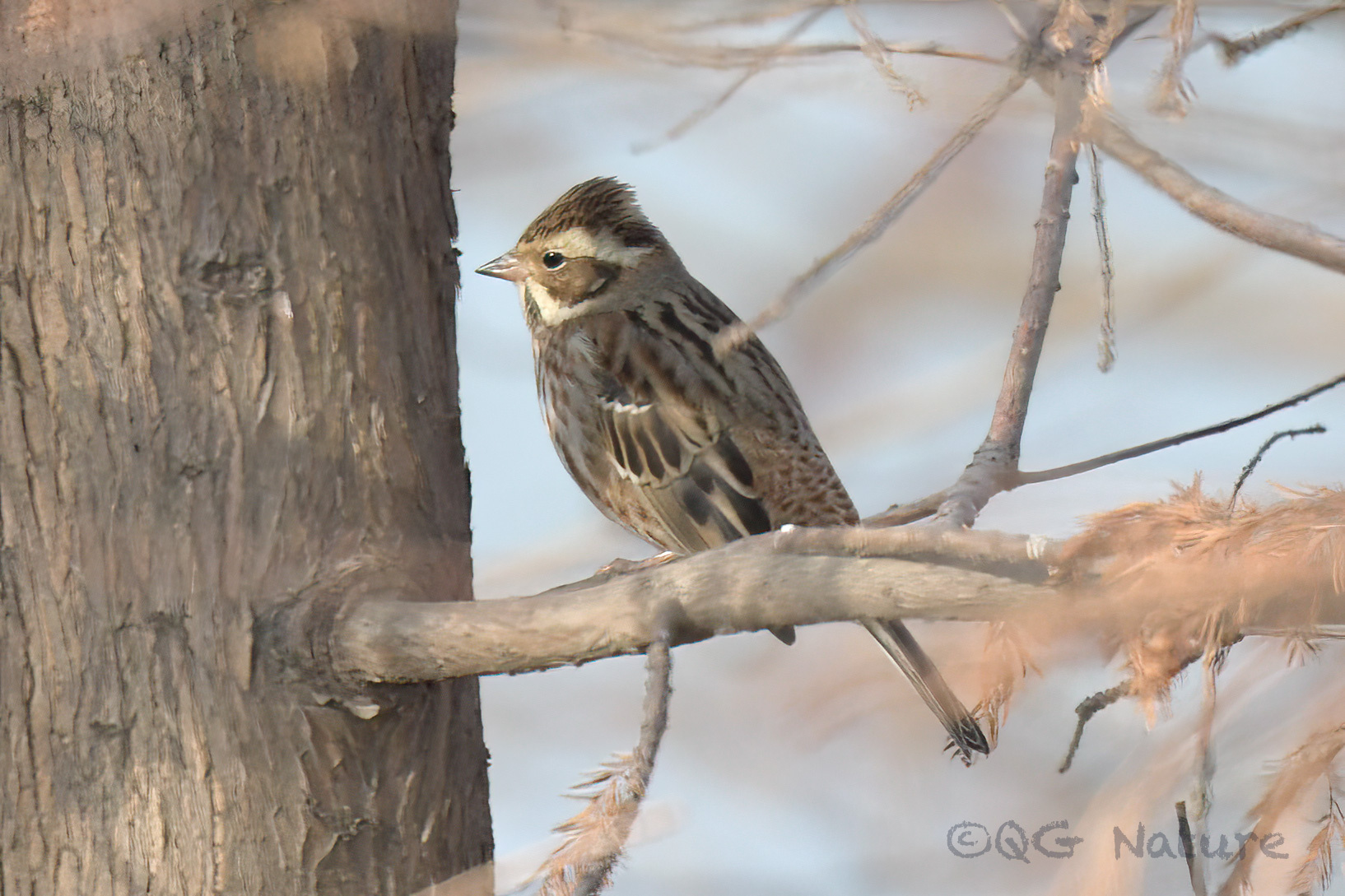 Rustic Bunting
