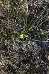 Erysimum flavum altaicum