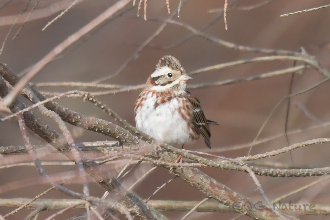 Rustic Bunting