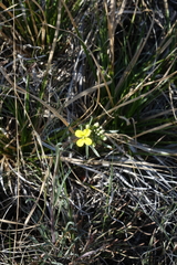 Erysimum flavum altaicum