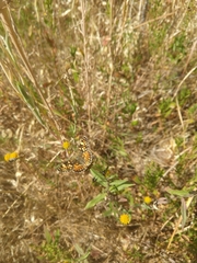 Phyciodes pulchella camillus