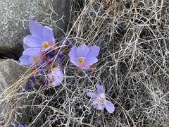 Crocus cartwrightianus