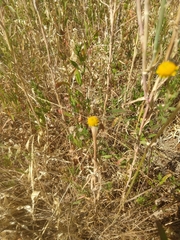 Phyciodes pulchella camillus