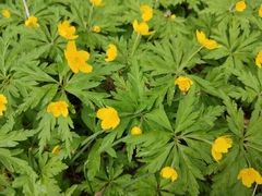 Anemonoides ranunculoides
