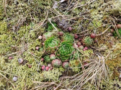 Sempervivum globiferum