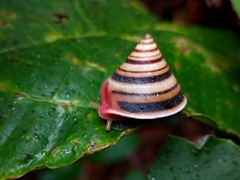 Oxychona bifasciata