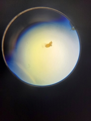 Onychiurinae